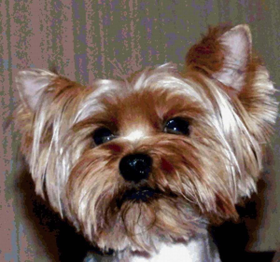 Джоли - предпросмотр