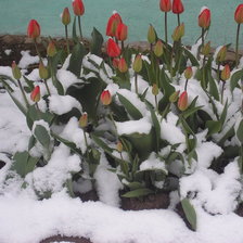 Схема вышивки «цветы в снегу»