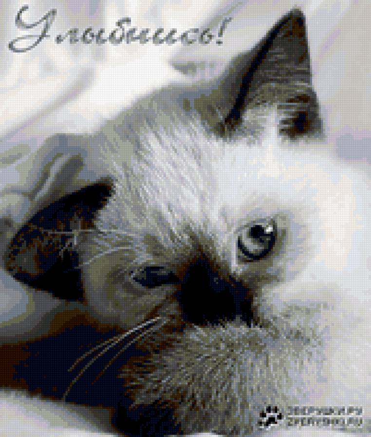 кот - предпросмотр