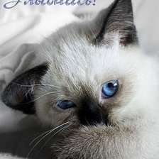 Схема вышивки «кот»