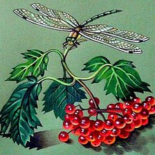Схема вышивки «Стрекоза»