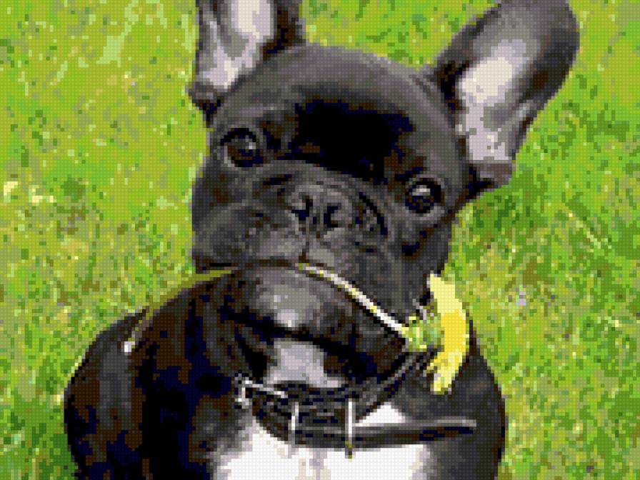 Французский бульдог - животные, бульдог, собака - предпросмотр