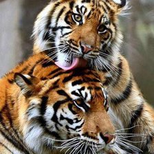 Схема вышивки «тигриная нежность»