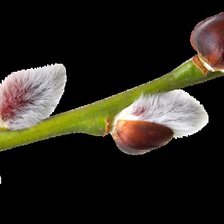 Схема вышивки «Веточка вербы»