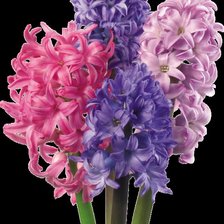 Схема вышивки «Гиацинты»