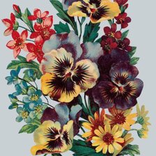 анютины глазки