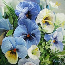 анютины глазки