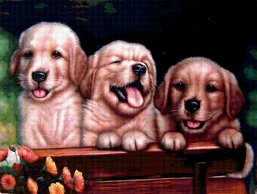 очаровательные щенки - собачьи - предпросмотр