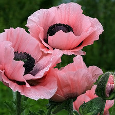 Схема вышивки «№284621»