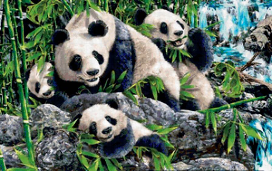 панды - животные - предпросмотр