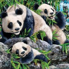 Схема вышивки «панды»