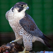 Схема вышивки «добыча»