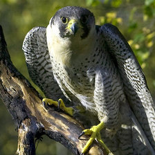 Схема вышивки «на ветке»