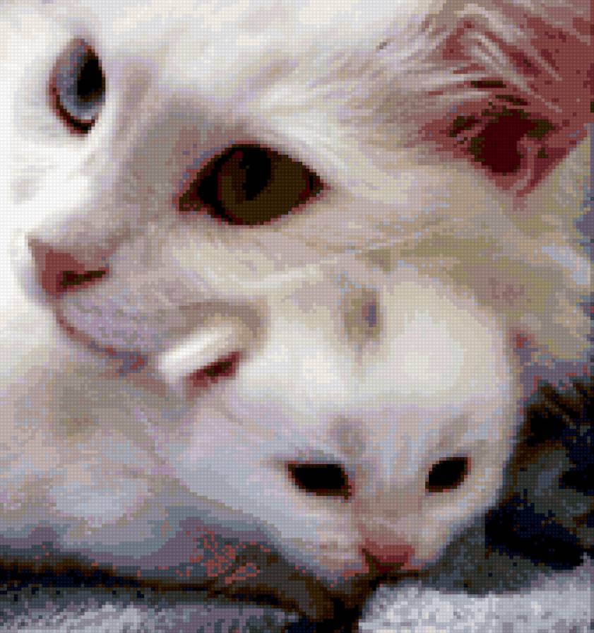 сберегу от всех невзгод - кошка, котенок - предпросмотр