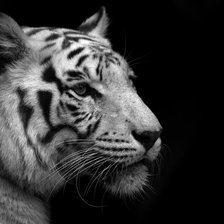 БЕЛЫЙ НА ЧЕРНОМ