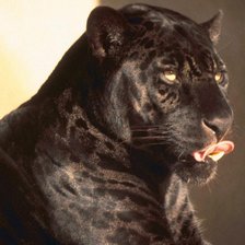 Схема вышивки «ПАНТЕРА»