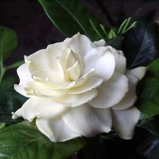 Схема вышивки «ЦВЕТОК»