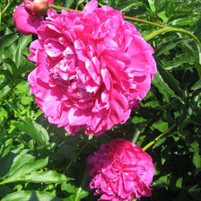 Схема вышивки «ПИОНЫ В САДУ»