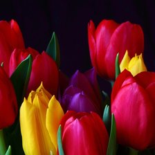 Схема вышивки «Тюльпаны»