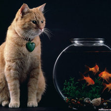 Схема вышивки «КИСА»