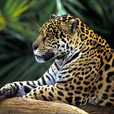 Схема вышивки «в мире животных»