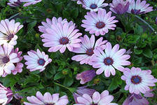 Схема вышивки «№285181»