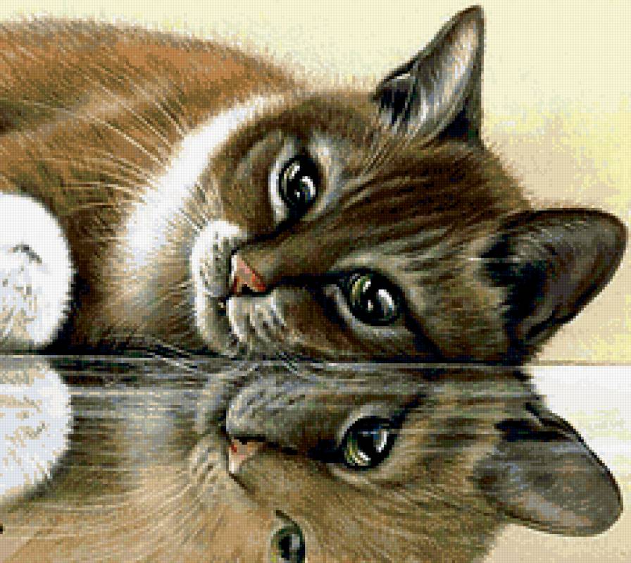 Отражение - животные, кошка - предпросмотр