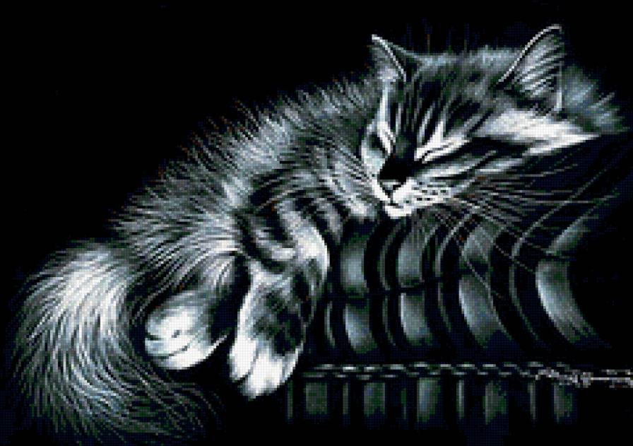 Соня - кошка, животные - предпросмотр