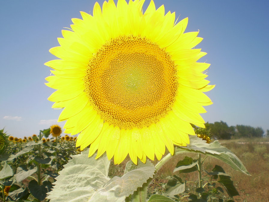 Подсолнух - подсолнух, лето - оригинал