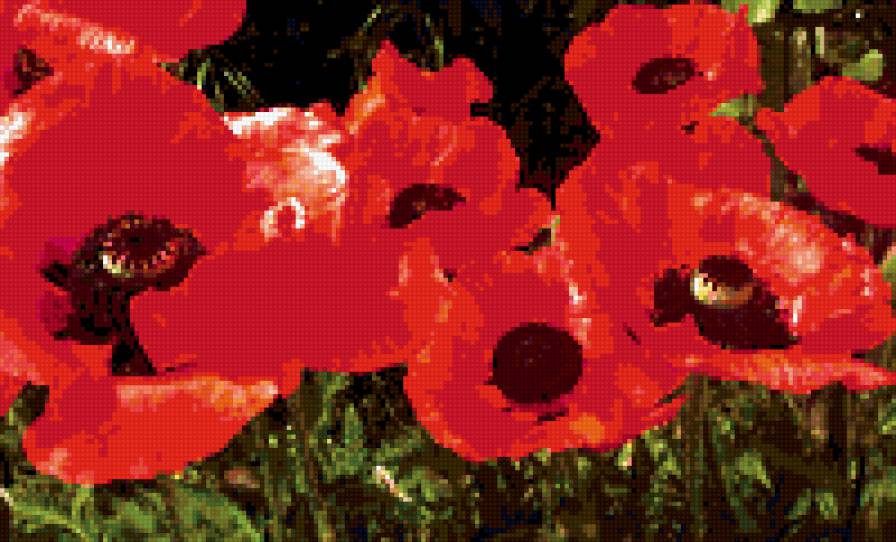 Маки - лето, поле, маки - предпросмотр