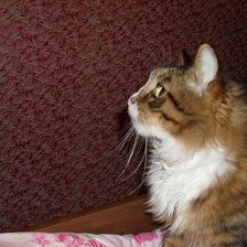 Схема вышивки «барсик»