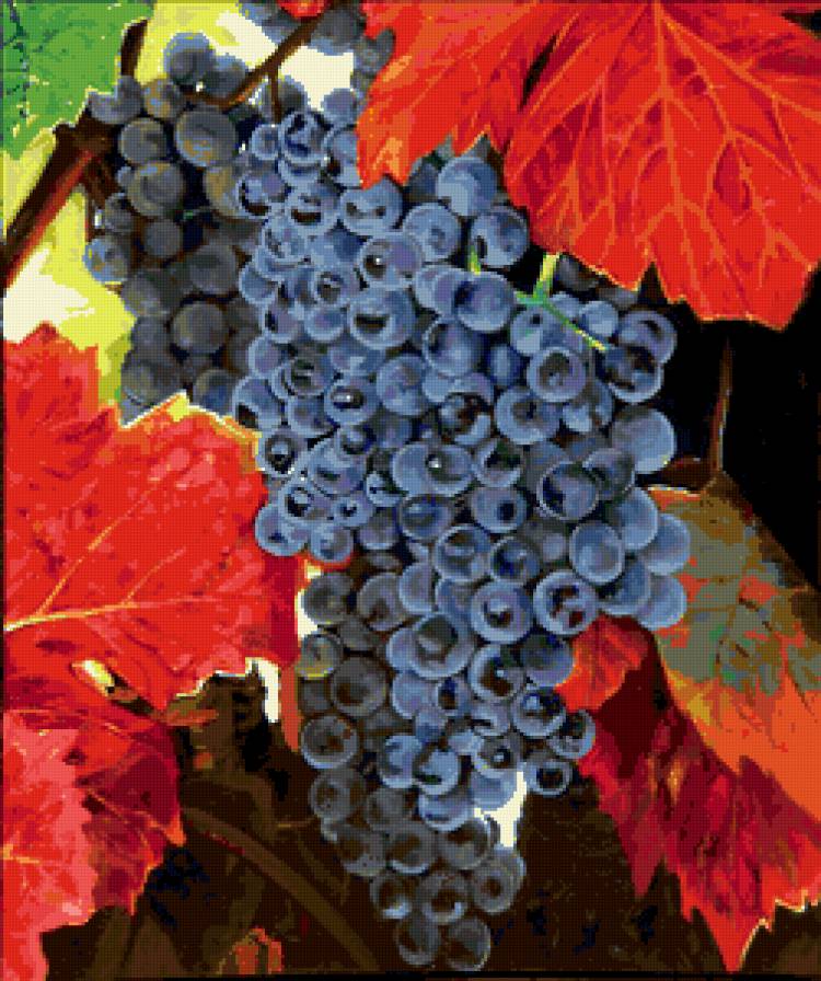 виноградная гроздь - предпросмотр