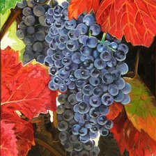 виноградная гроздь