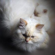 Схема вышивки «Кошачье семейство»