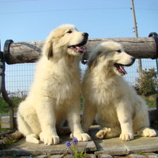 Схема вышивки «друзья»