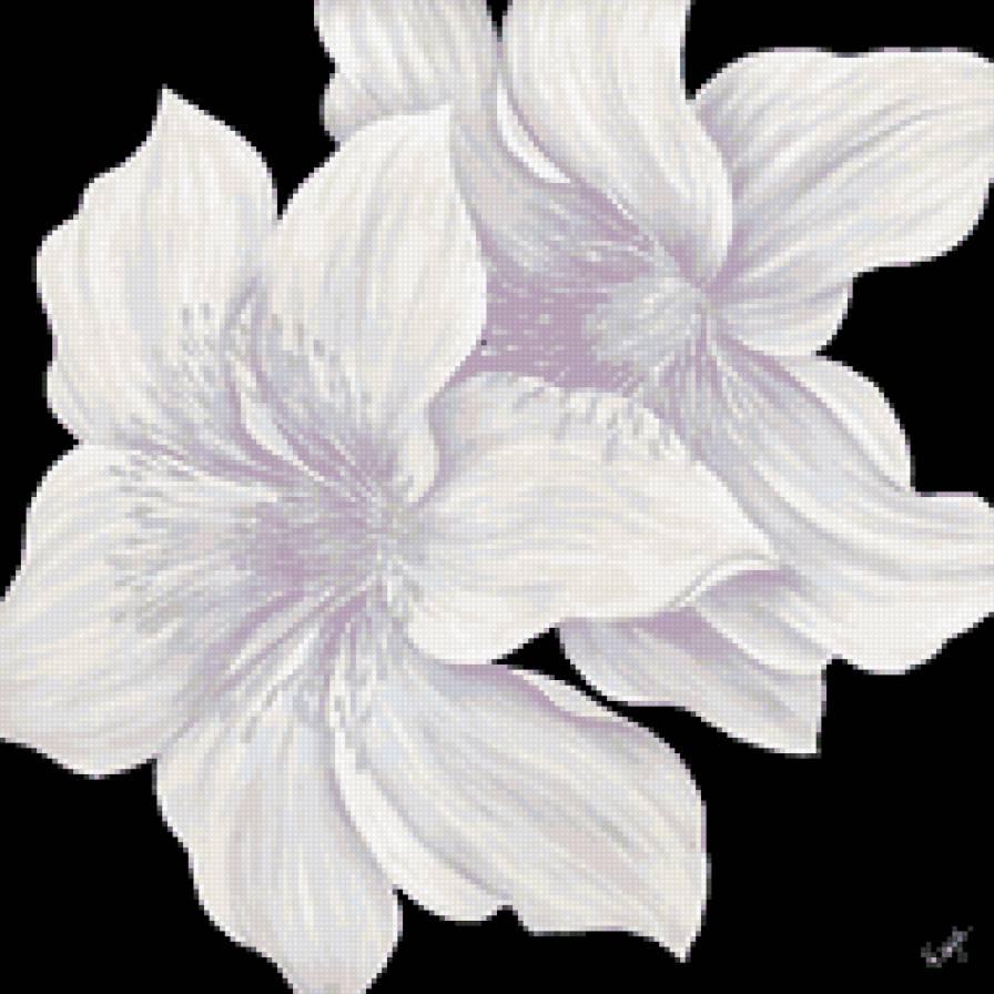 Белые лилии - красота, лилии, лилия, цветы - предпросмотр