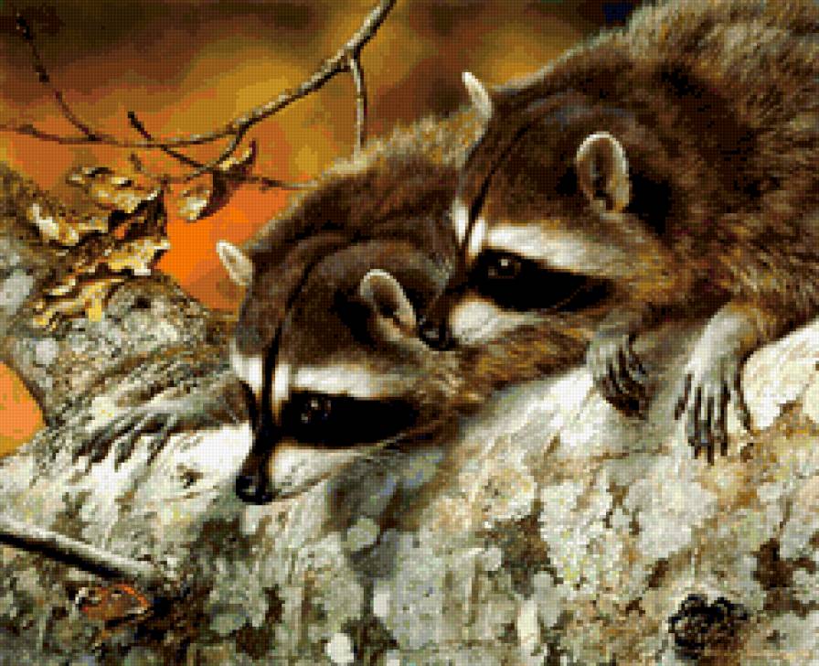 №285829 - еноты - предпросмотр