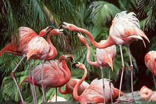 Схема вышивки «№285914»