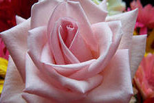 Схема вышивки «№285932»