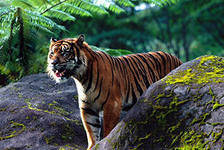 Схема вышивки «№285958»