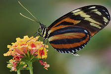 Схема вышивки «№285969»