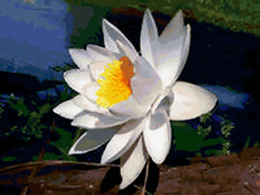 №285972 - букеты, цветы, розы - предпросмотр