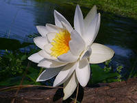 Схема вышивки «№285972»