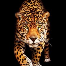 Схема вышивки «леопард»