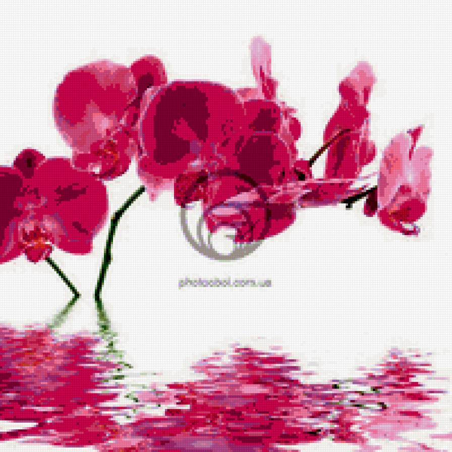 ОРХИДЕЯ НА ВОДЕ - предпросмотр