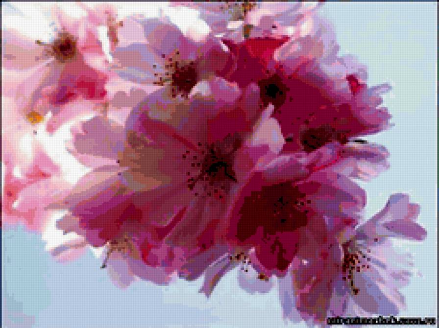 яблоня в цвету - цветы, весна - предпросмотр