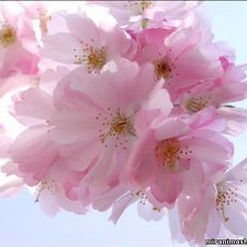 Схема вышивки «яблоня в цвету»