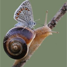 Схема вышивки «улитка»