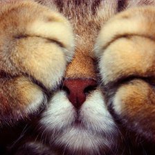 Схема вышивки «кот 77»