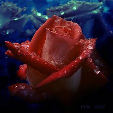 Схема вышивки «роза 1»